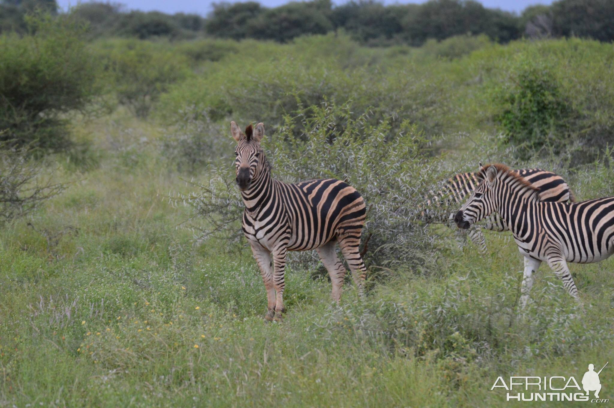 Burchell's Plain Zebra South Africa