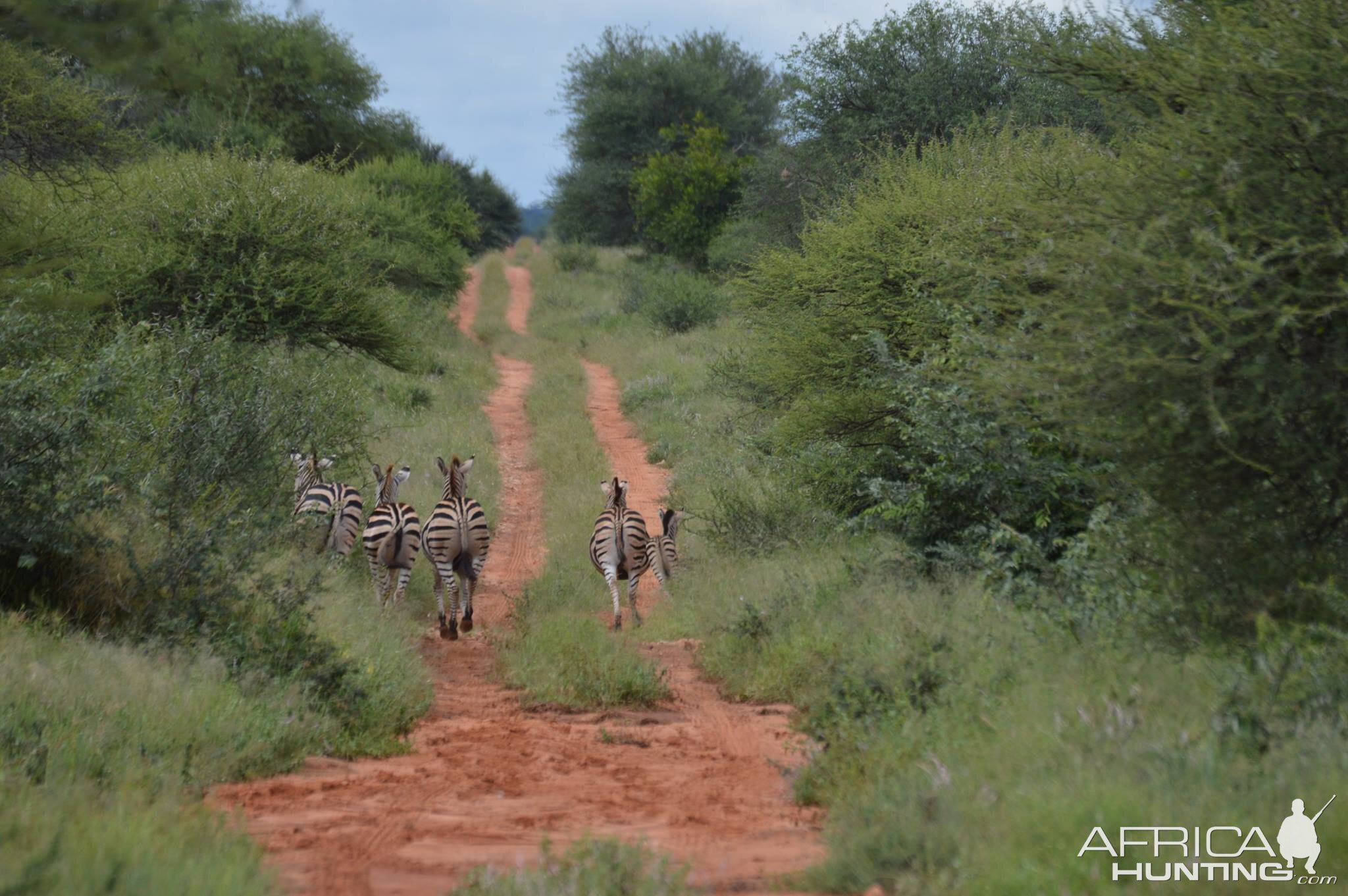 Burchell's Plain Zebra South Africa