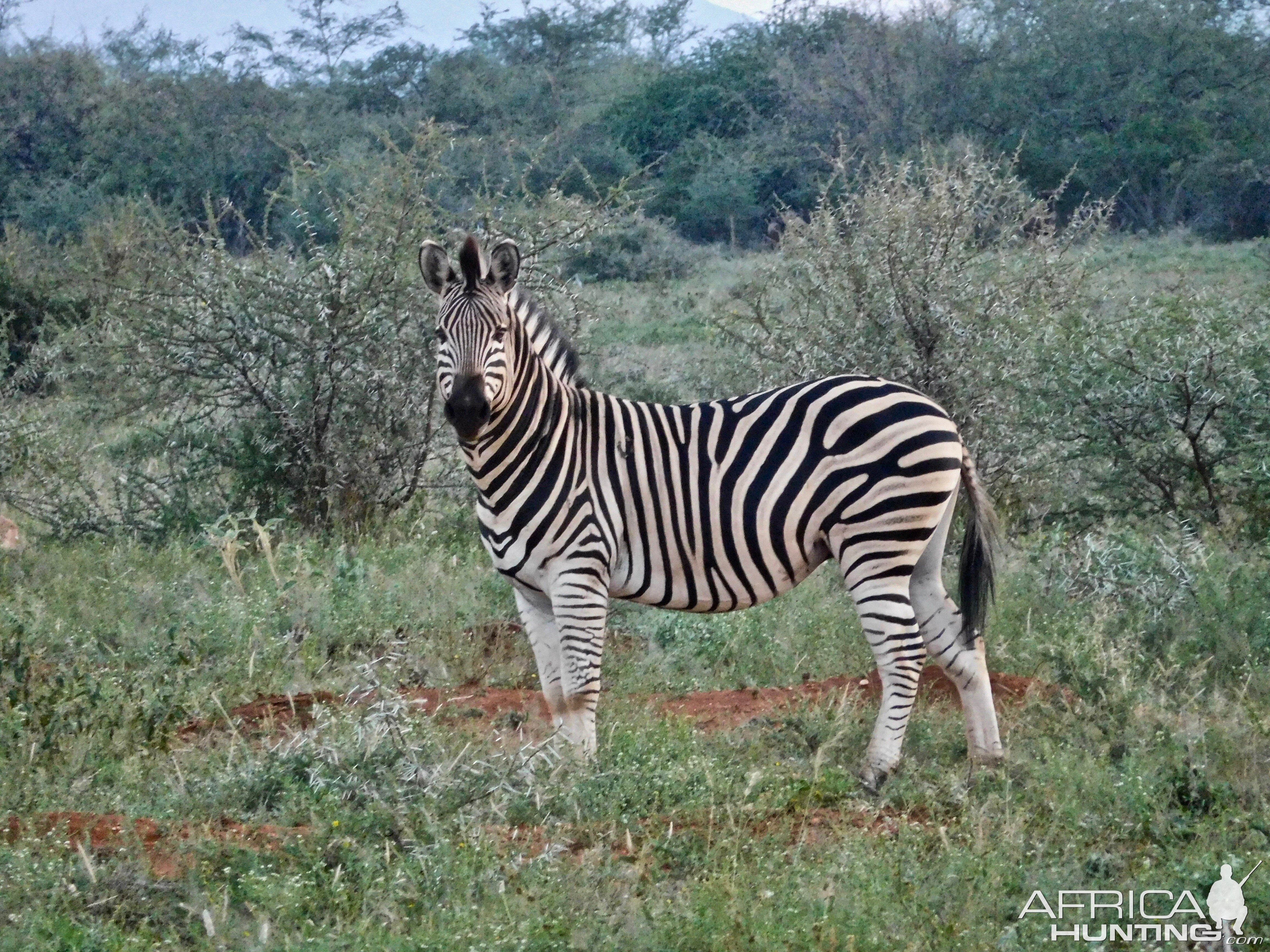 Burchell's Plain Zebra South Africa