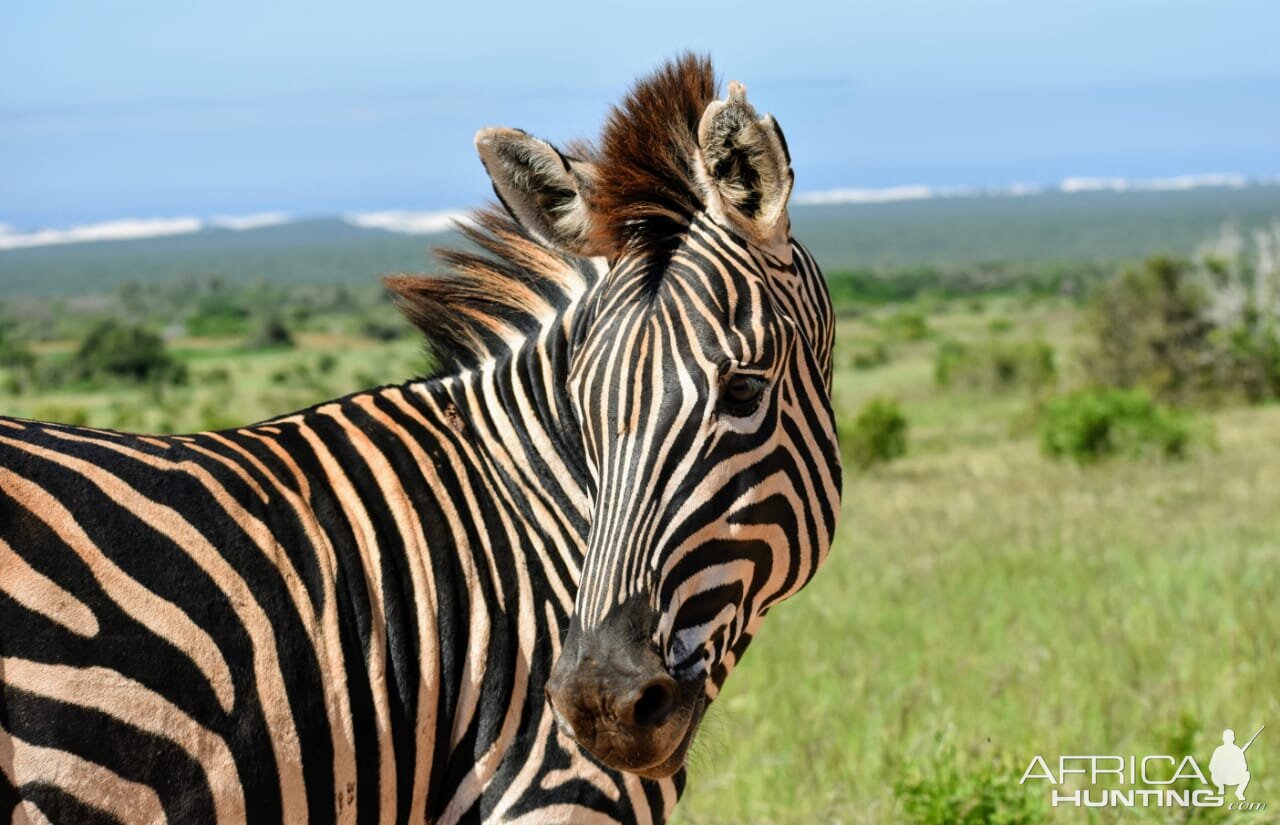 Burchell's Plain Zebra South Africa