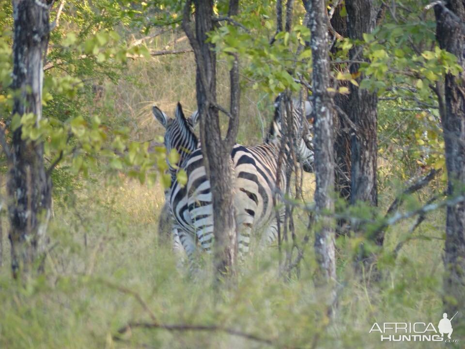 Burchell's Plain Zebra Zimbabwe