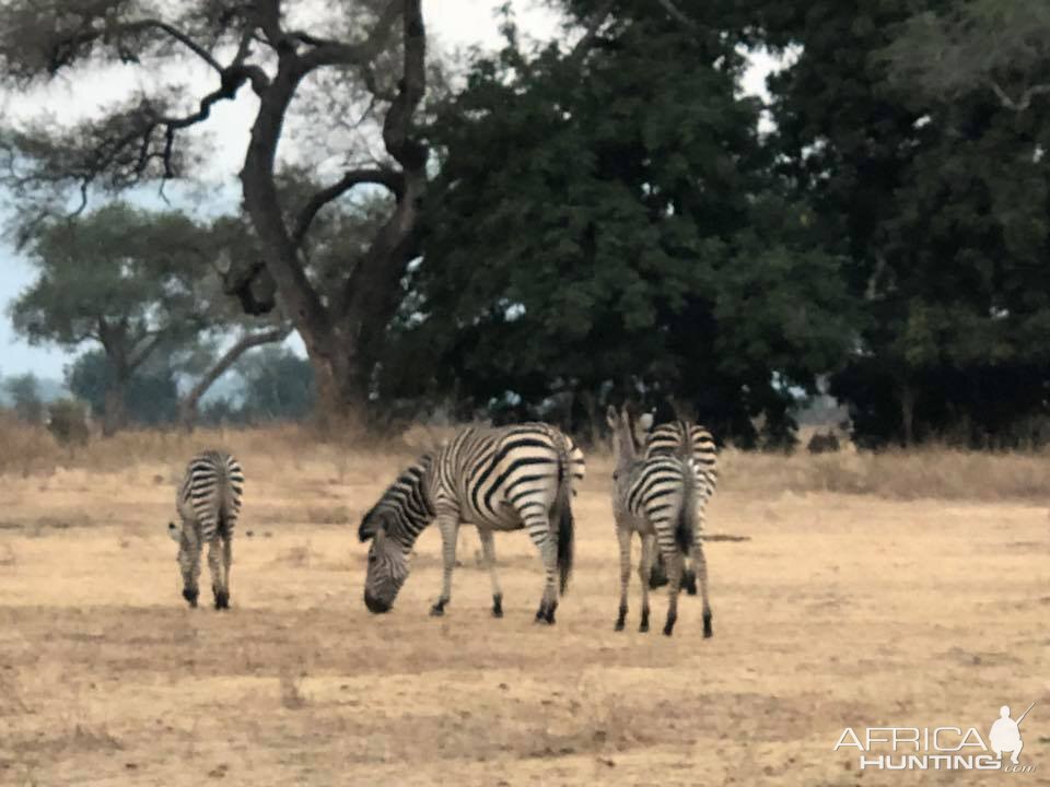 Burchell's Plain Zebra Zimbabwe