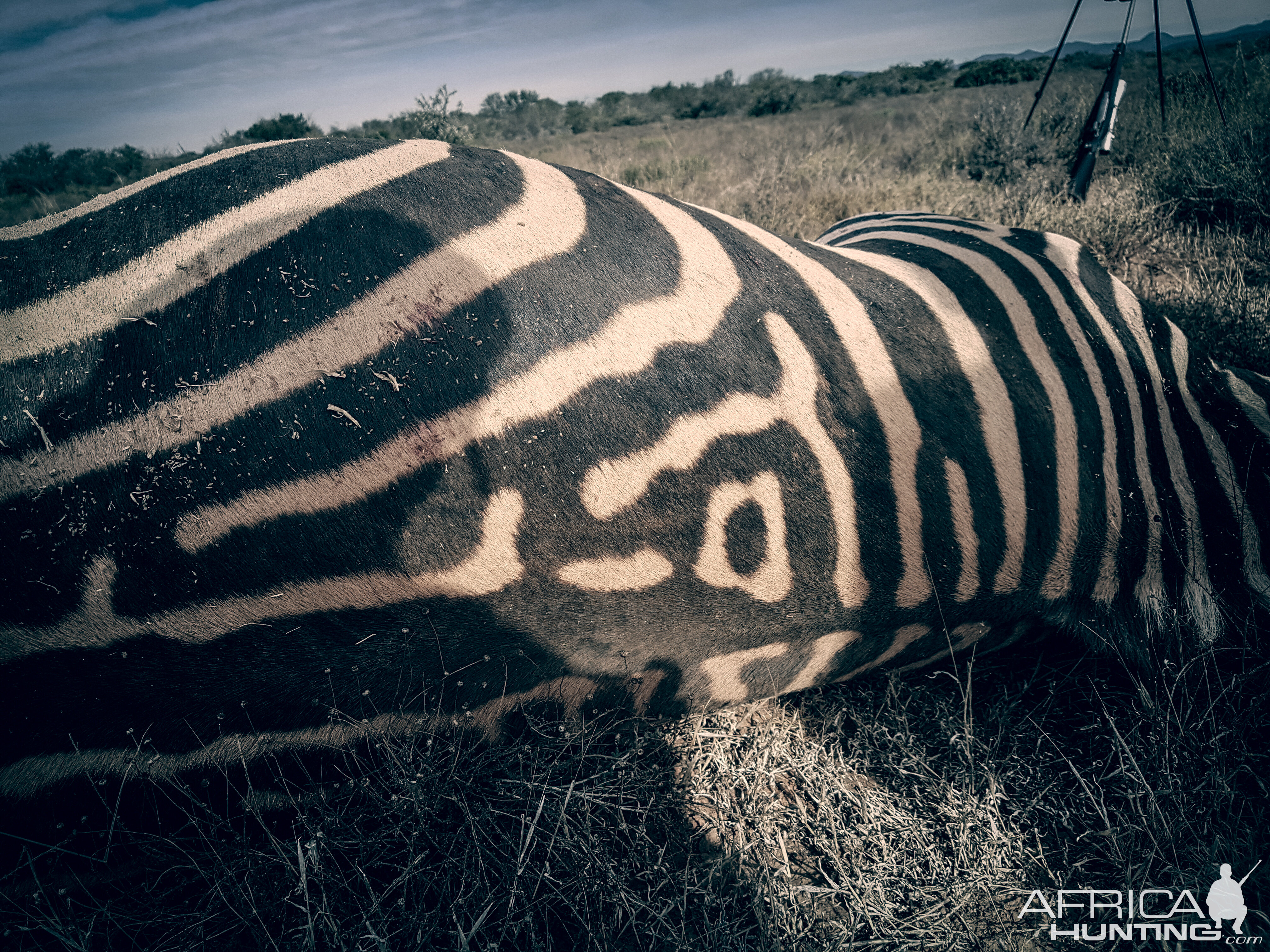 Burchell's Plain Zebra