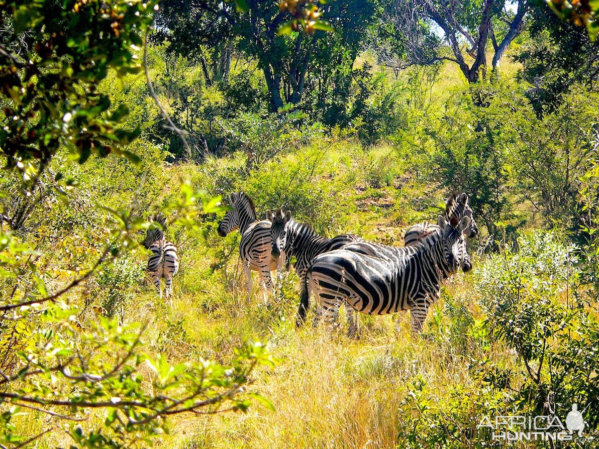 Burchell's Plain Zebra