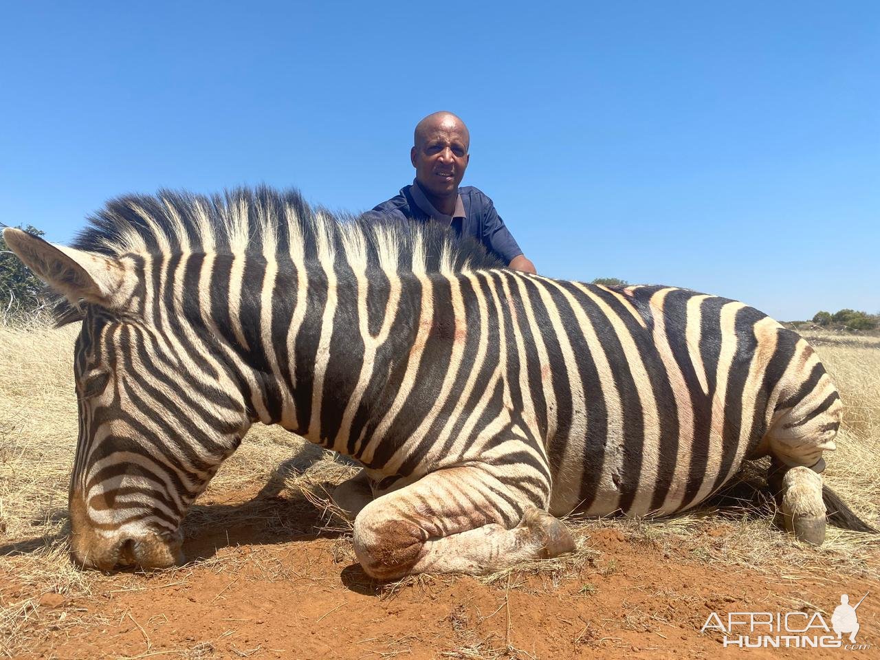 Burchell's Plains Zebra Hunt South Africa