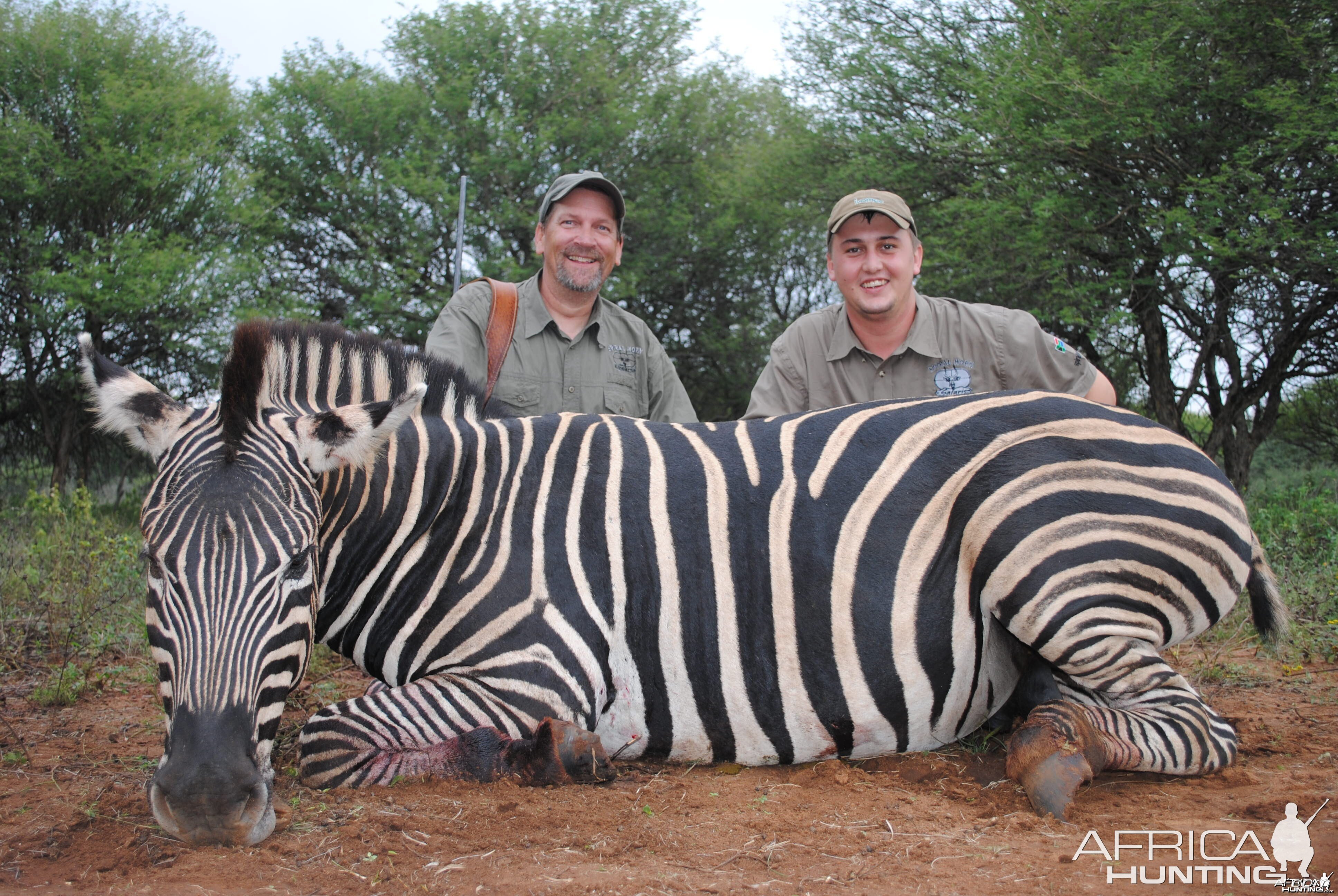 Burchells Zebra stallion hunt SA