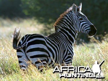 Burchell's Zebra Stallion (Plain Zebra)