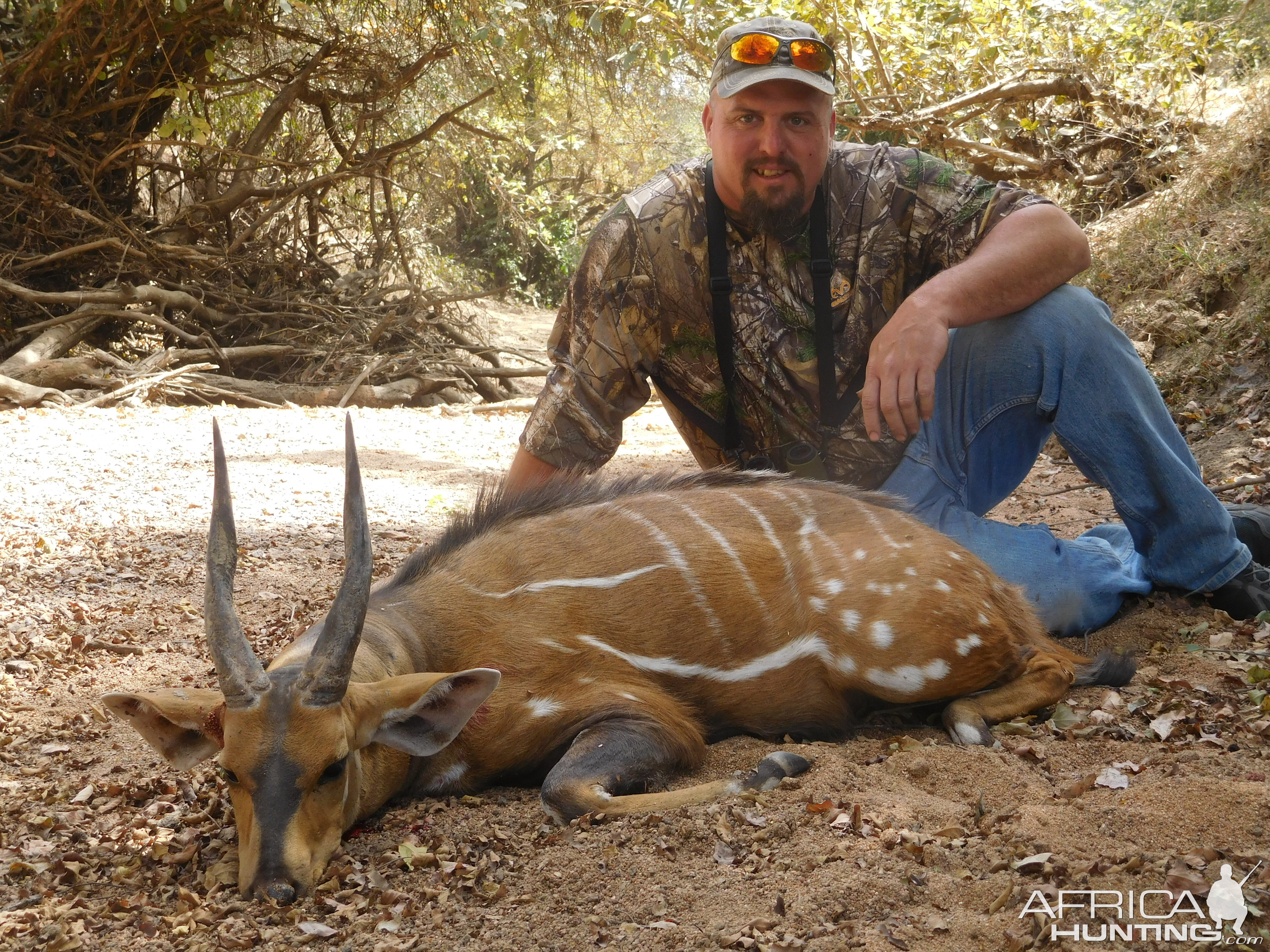 Burkina Faso Hunting Harnessed Bushbuck