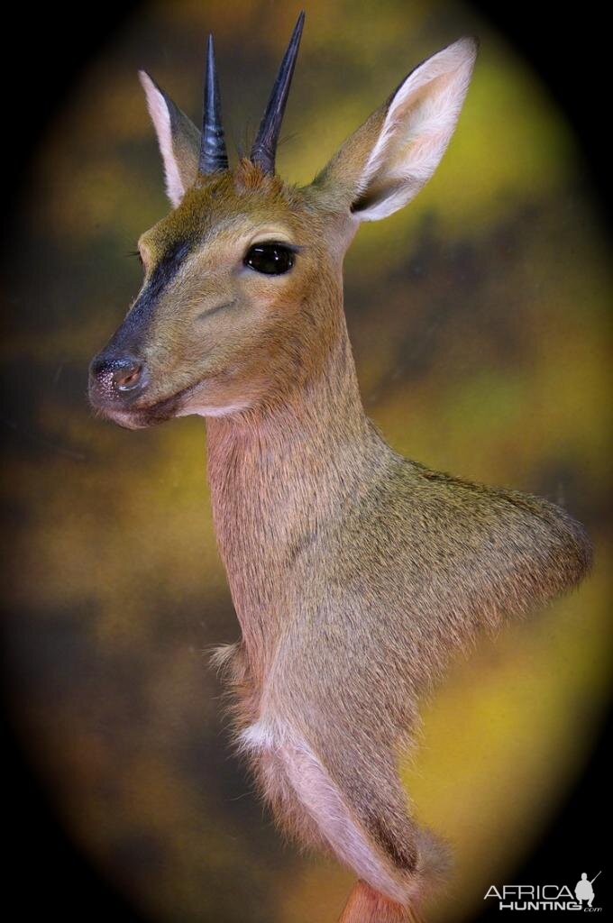 Bush Duiker Taxidermy Mount