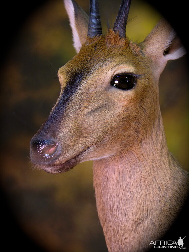 Bush Duiker Taxidermy Mount