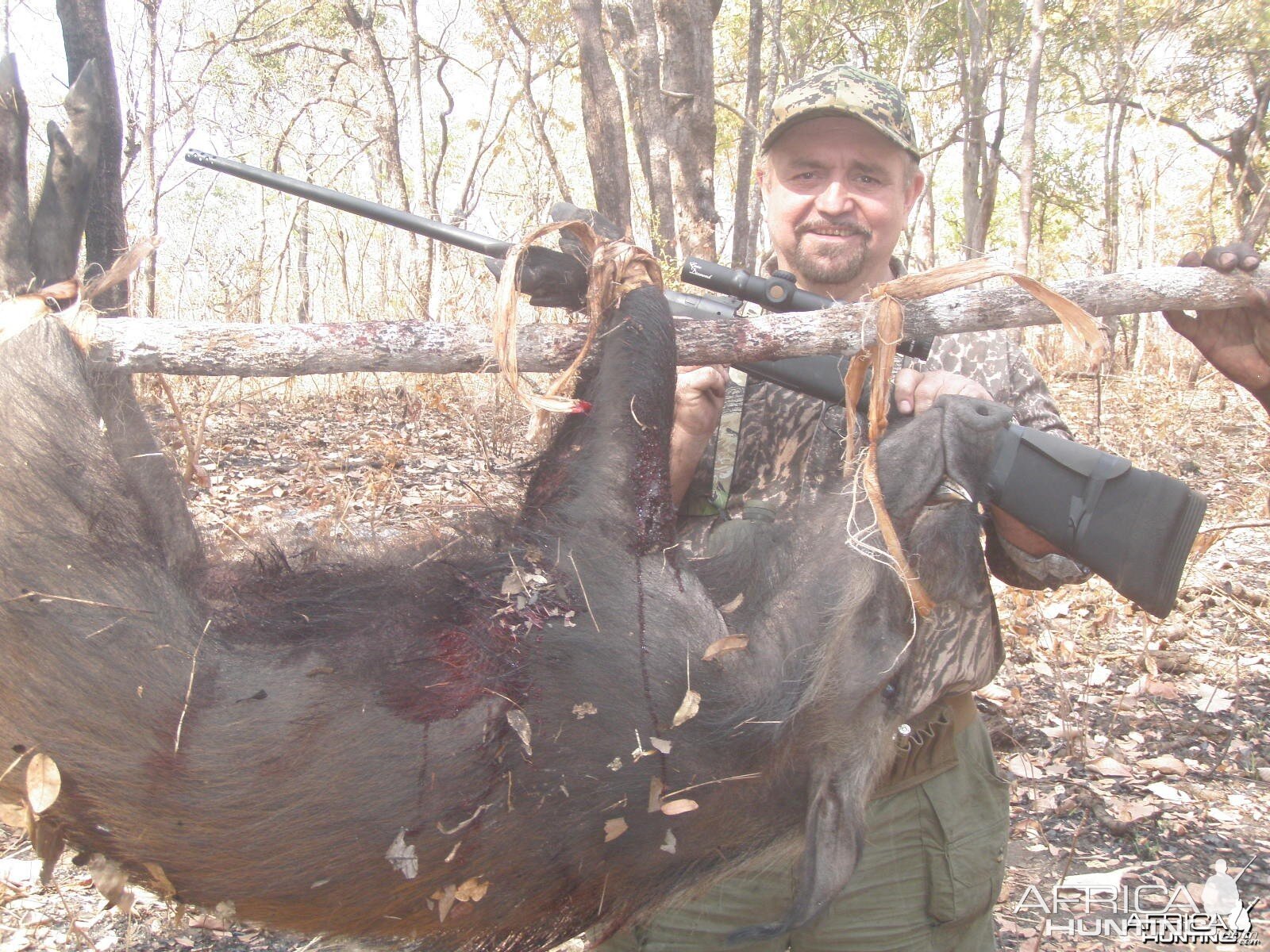 Bush Pig Mozambique