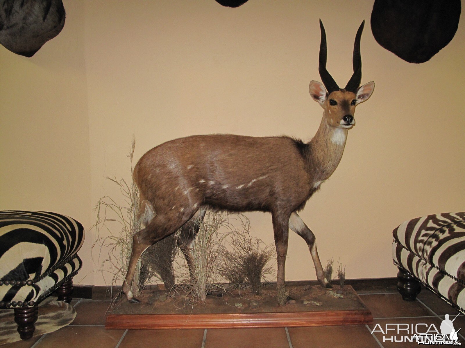 Bushbuck Full Mount Taxidermy