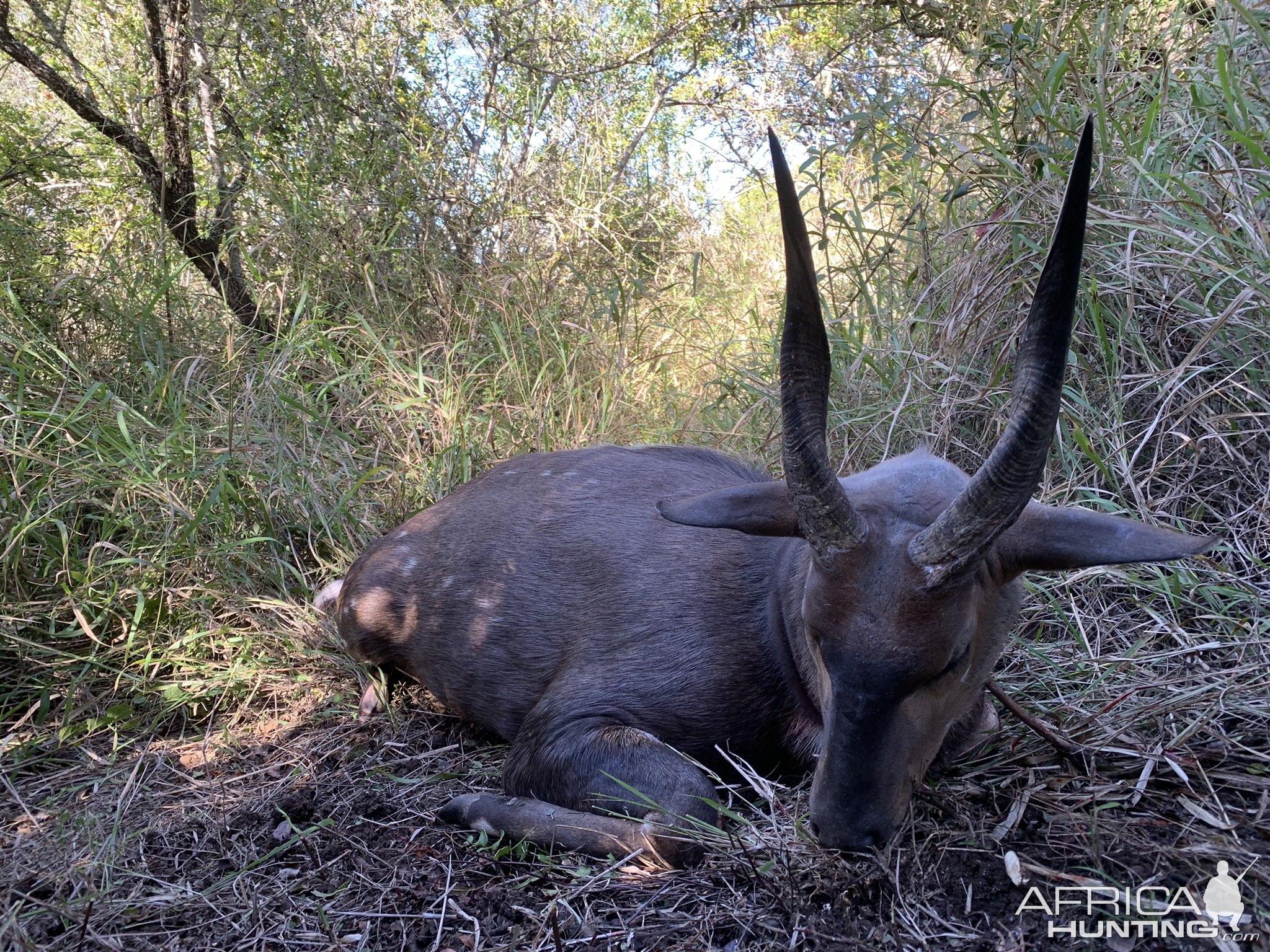 Bushbuck Hunt Eastern Cape South Africa