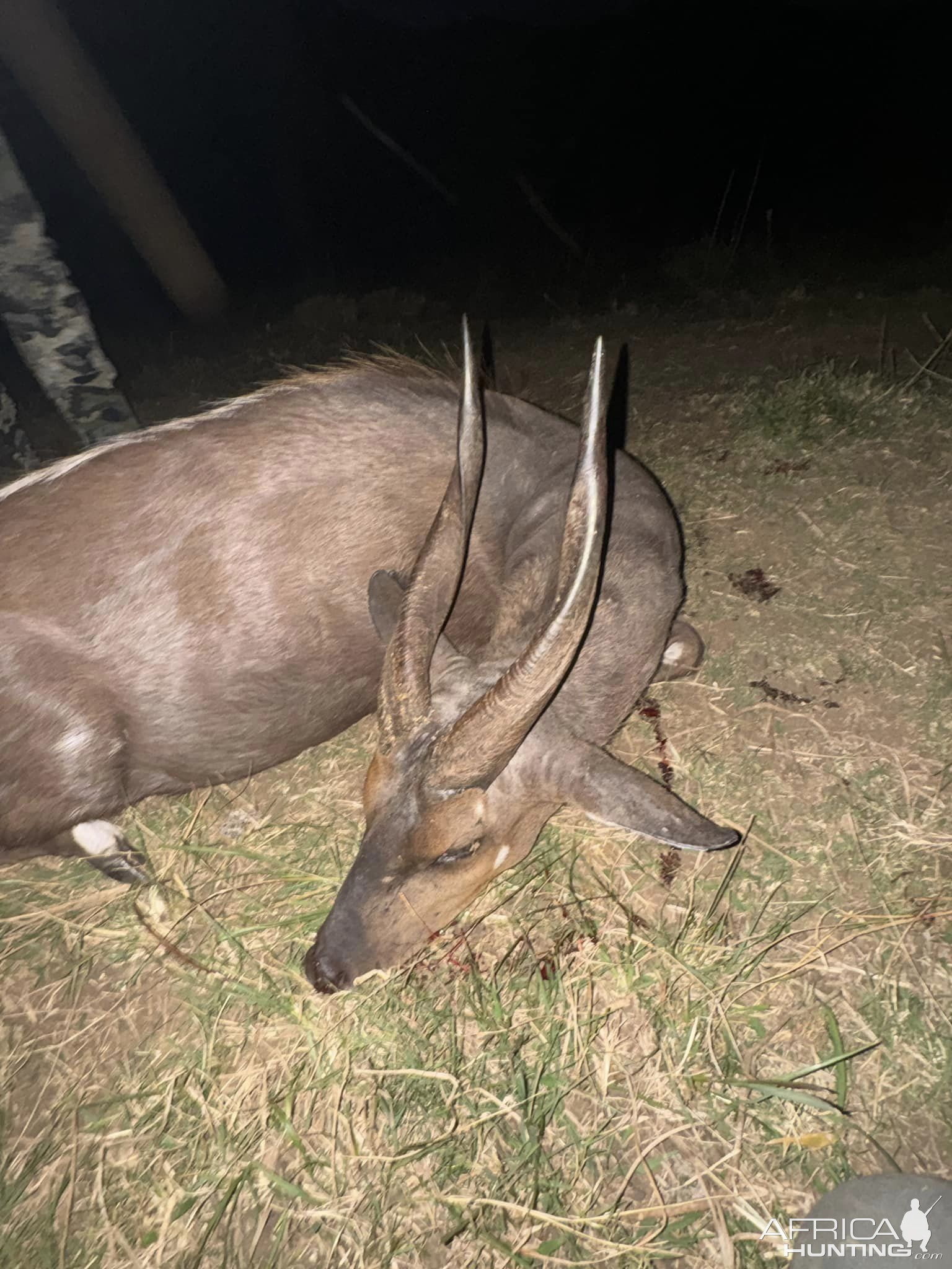 Bushbuck Hunt Eastern Cape South Africa