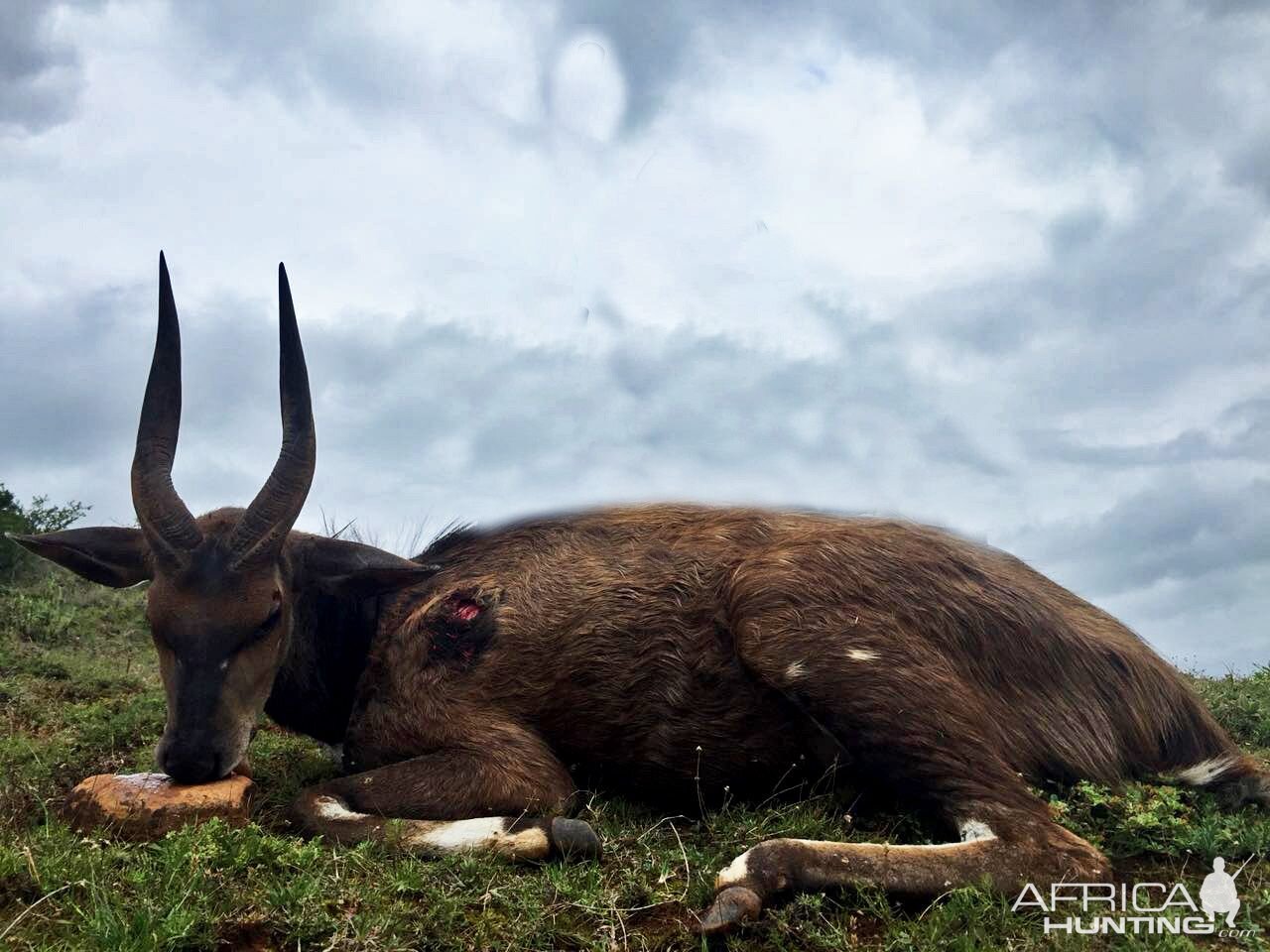 Bushbuck Hunt in South Africa