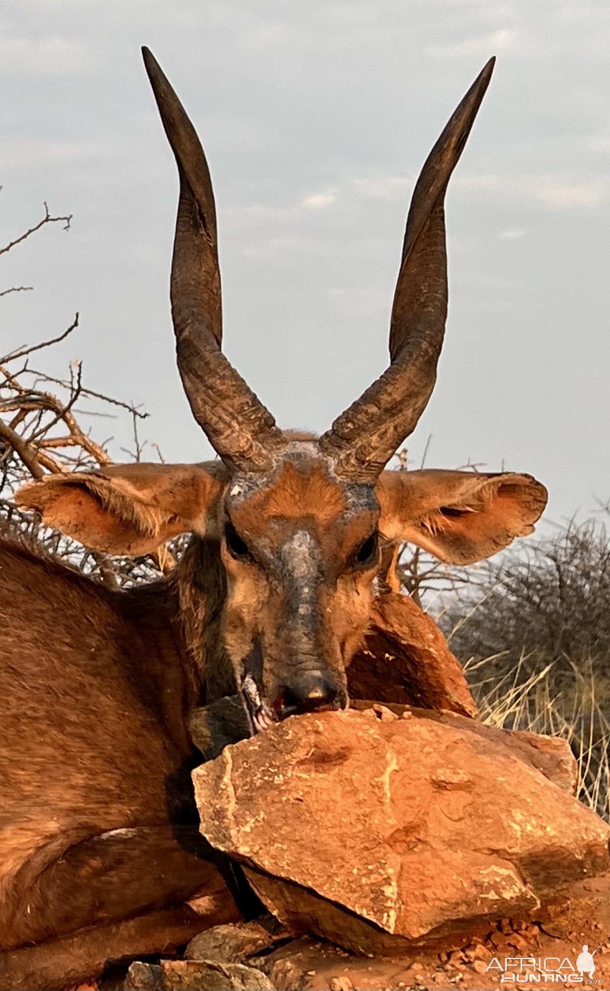 Bushbuck Hunt Namibia
