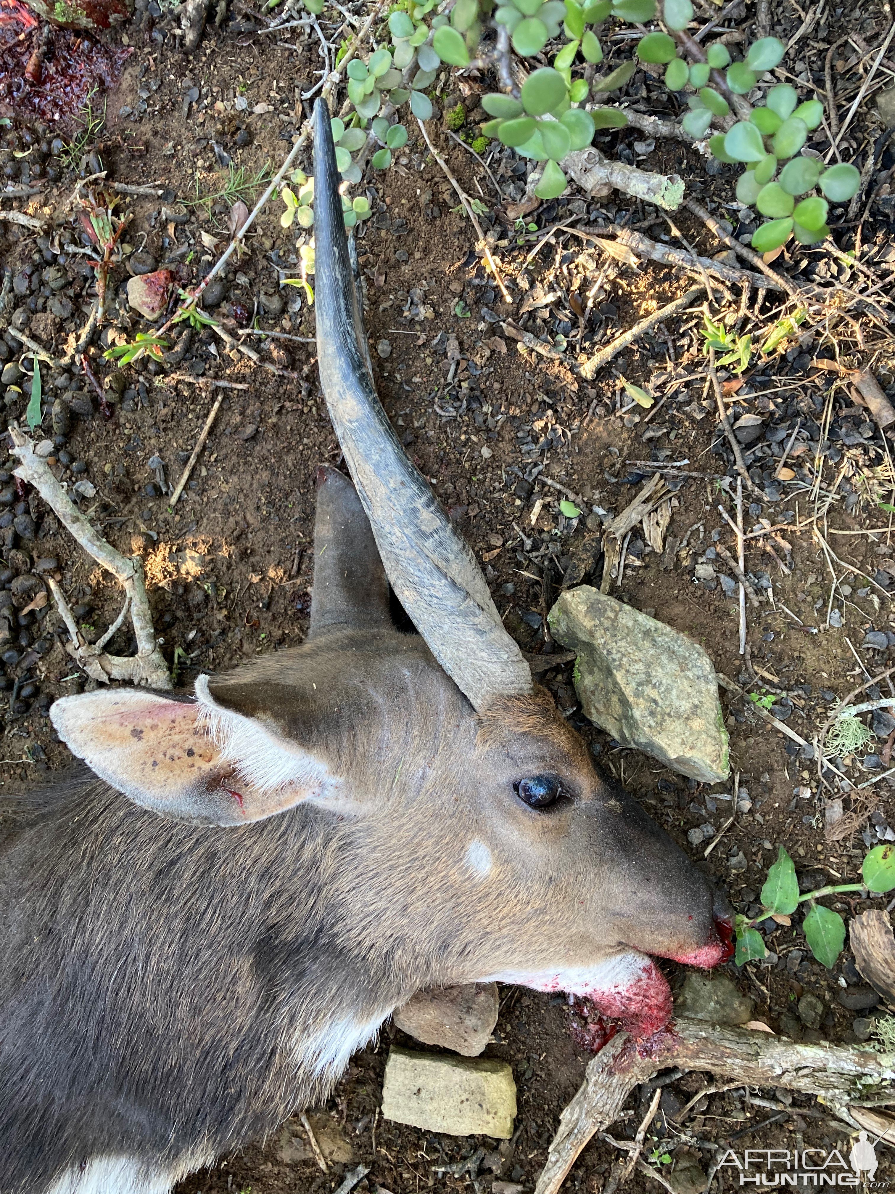 Bushbuck Hunt South Africa