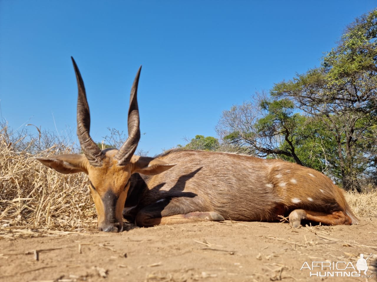 Bushbuck Hunt South Africa