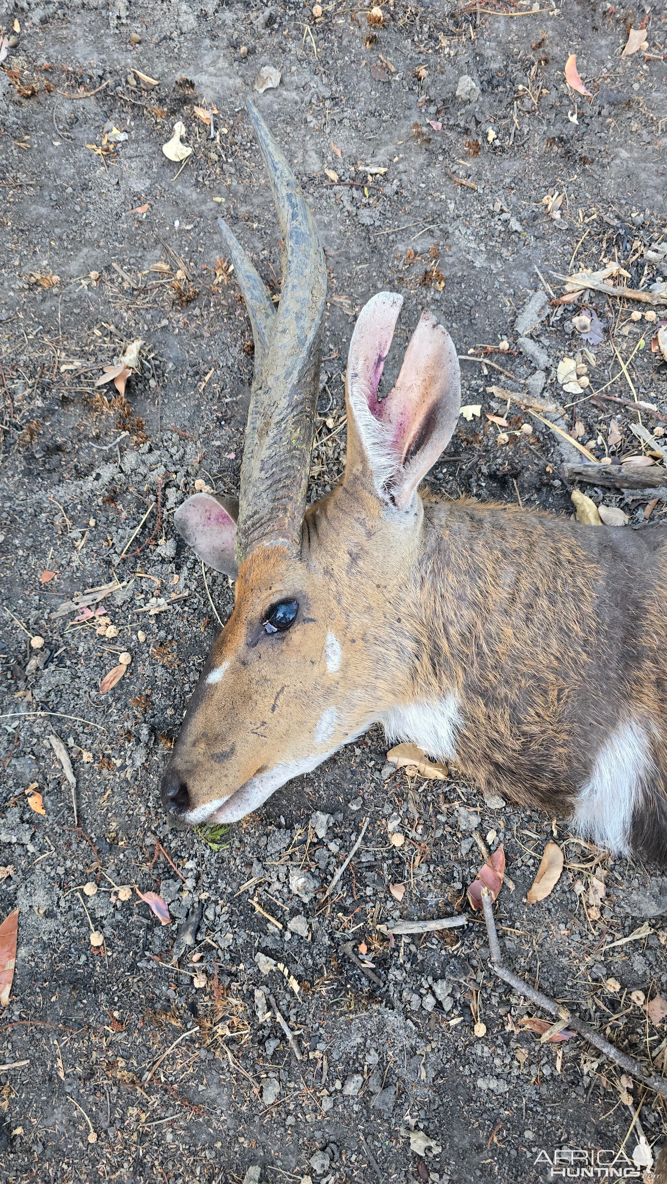 Bushbuck Hunt Takeri Reserve Zambia