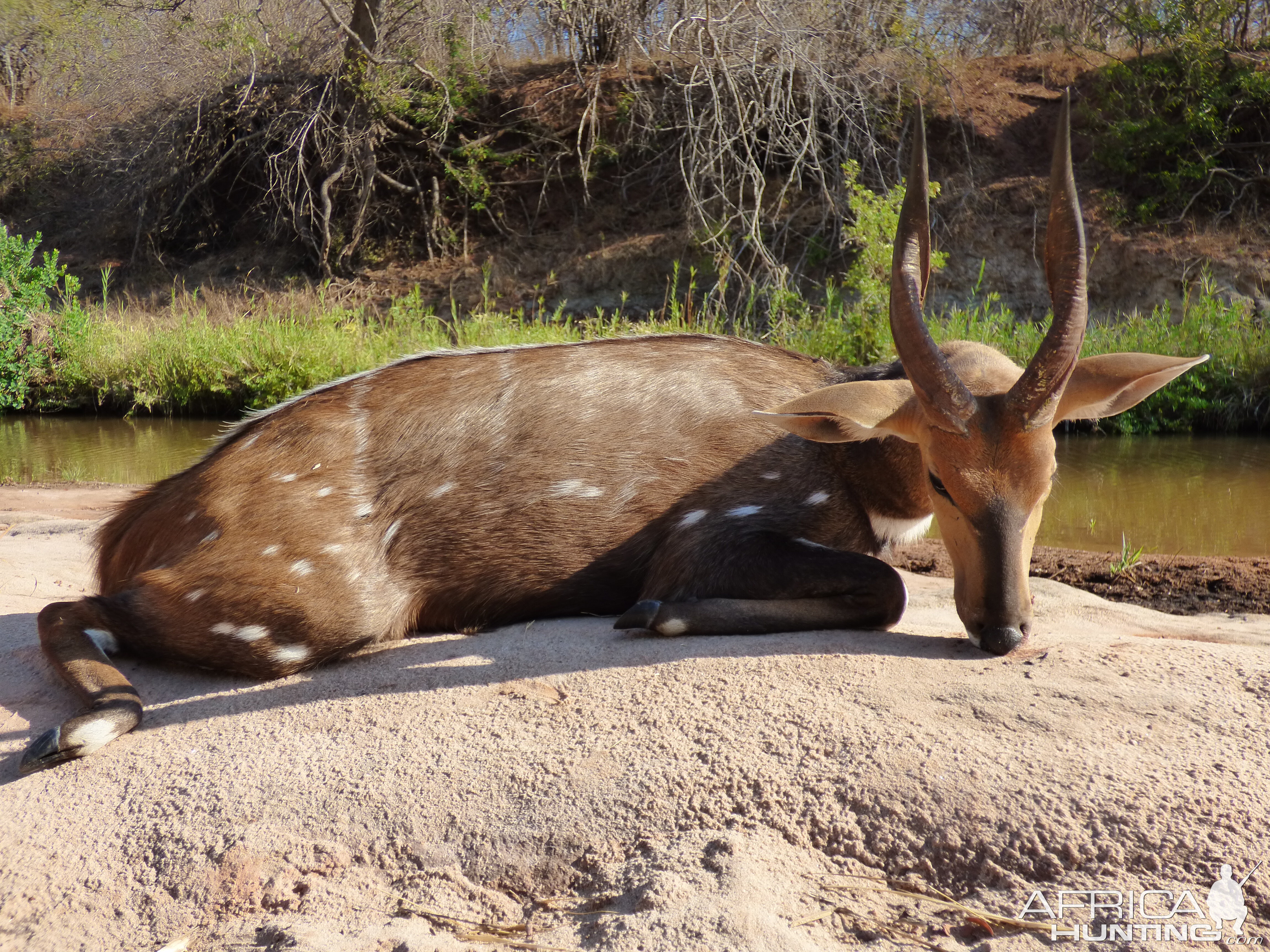 Bushbuck Hunt Zimbabwe