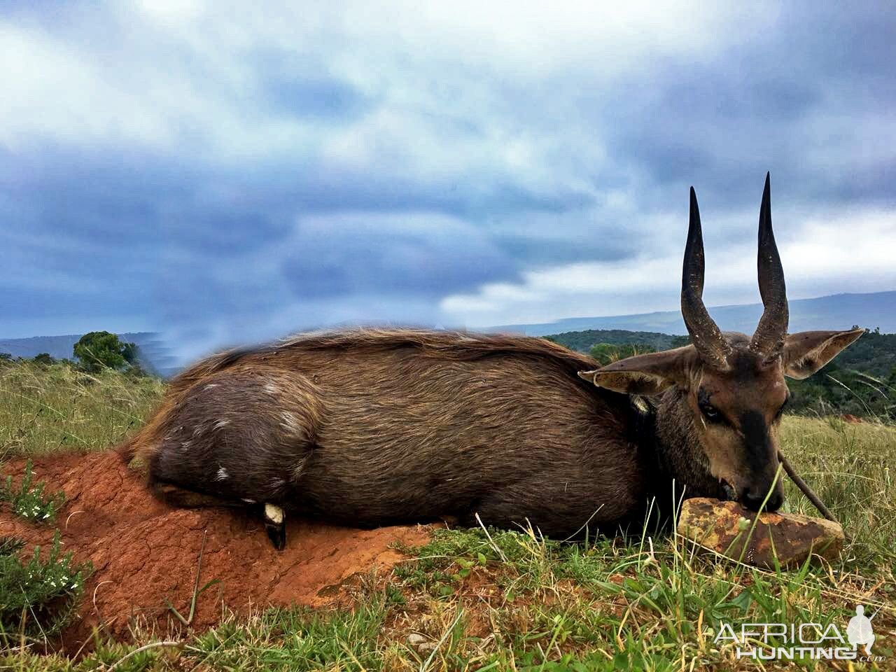 Bushbuck Hunting in South Africa