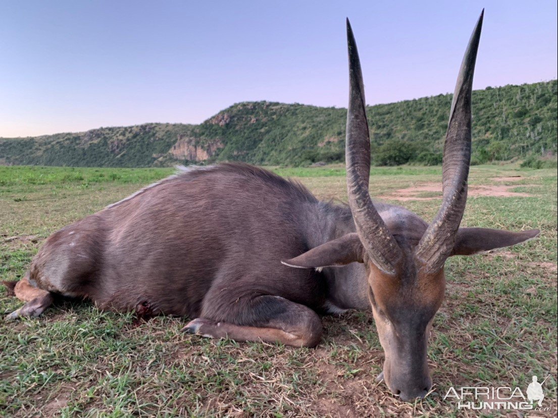 Bushbuck Hunting South Africa