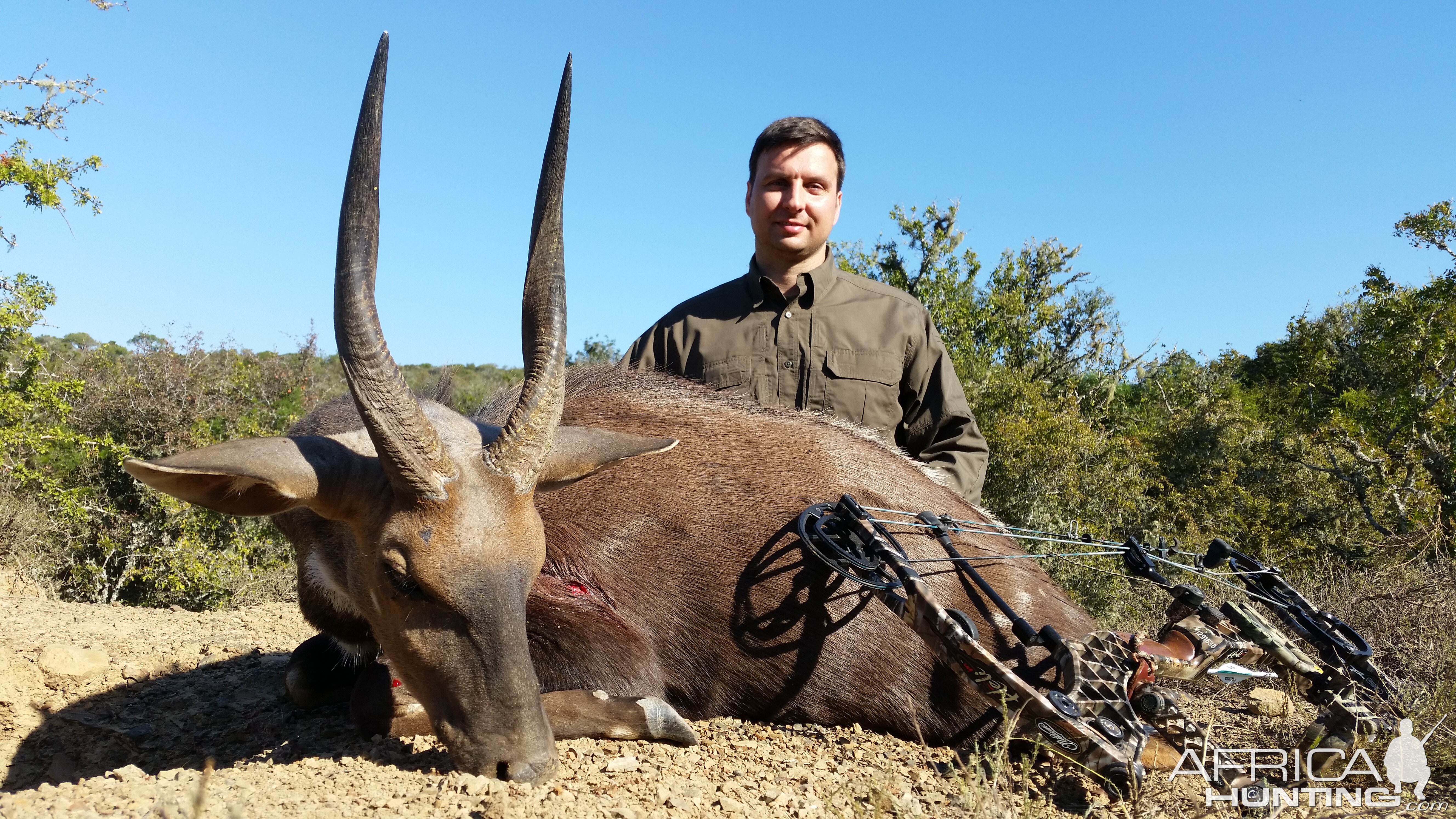 Bushbuck  Hunting South Africa