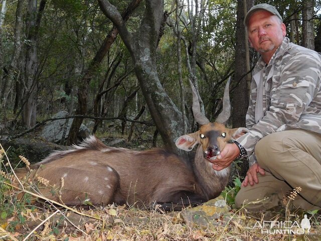 Bushbuck  Hunting South Africa