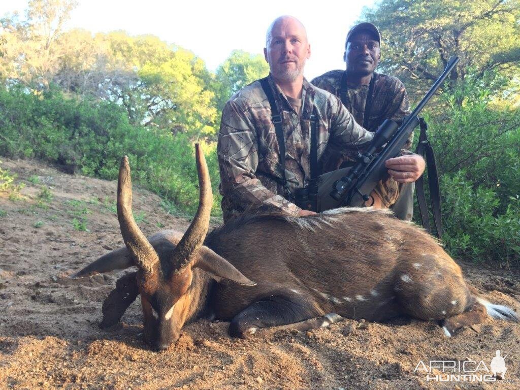 Bushbuck  Hunting South Africa