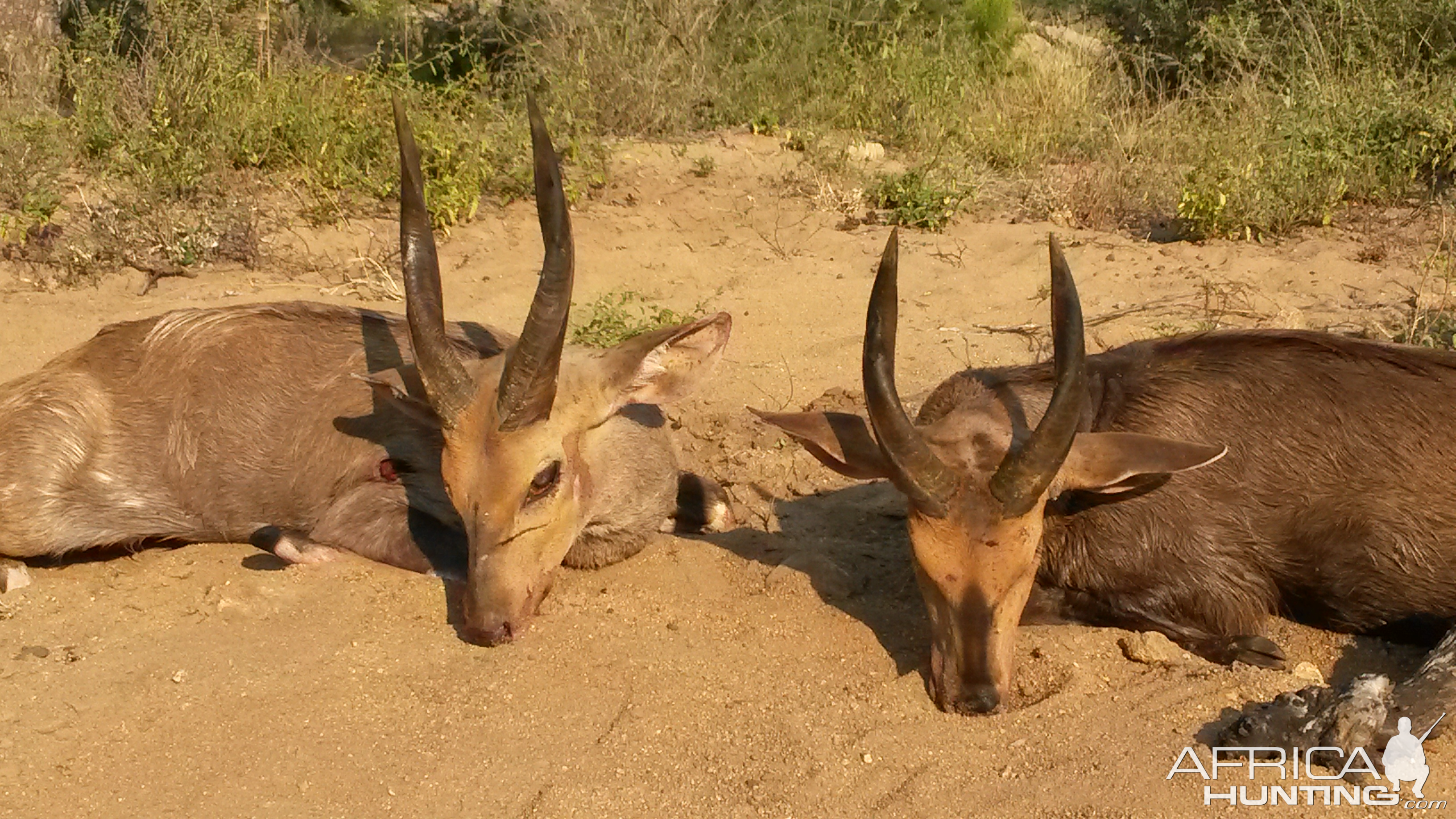 Bushbuck Hunting South Africa