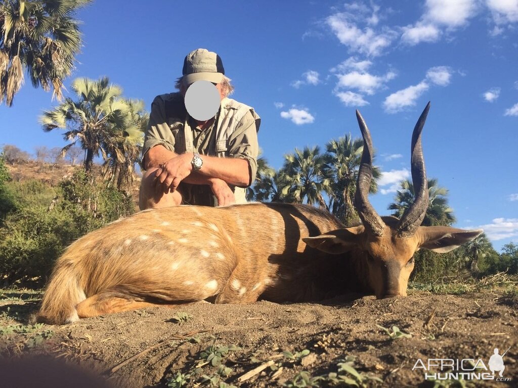 Bushbuck  Hunting Zimbabwe