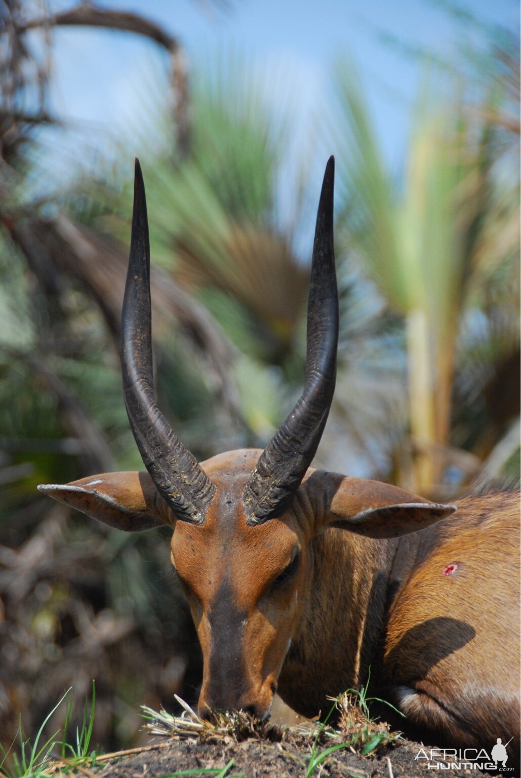 Bushbuck Hunting