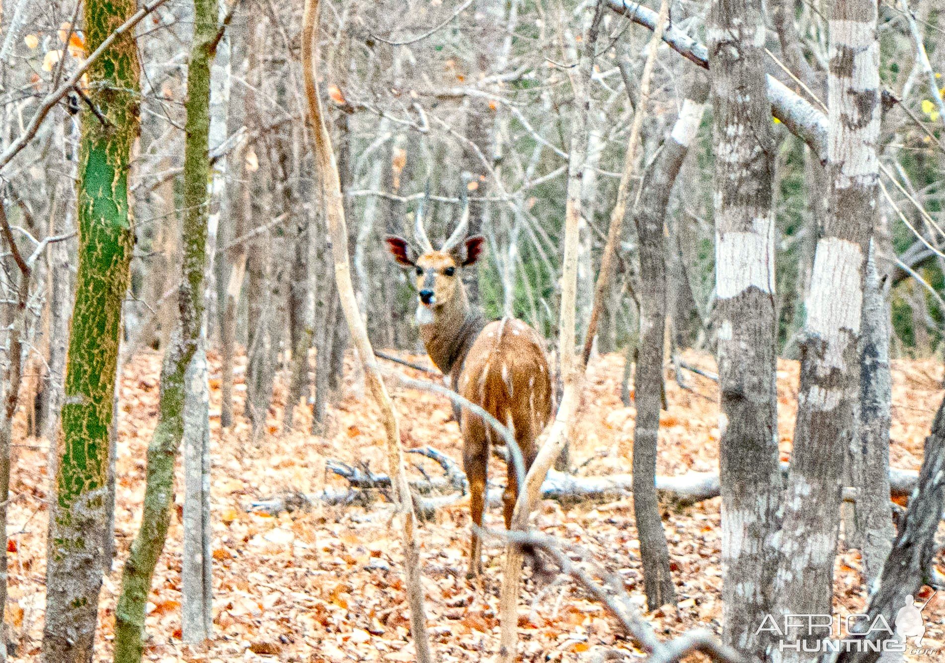 Bushbuck Mozambique