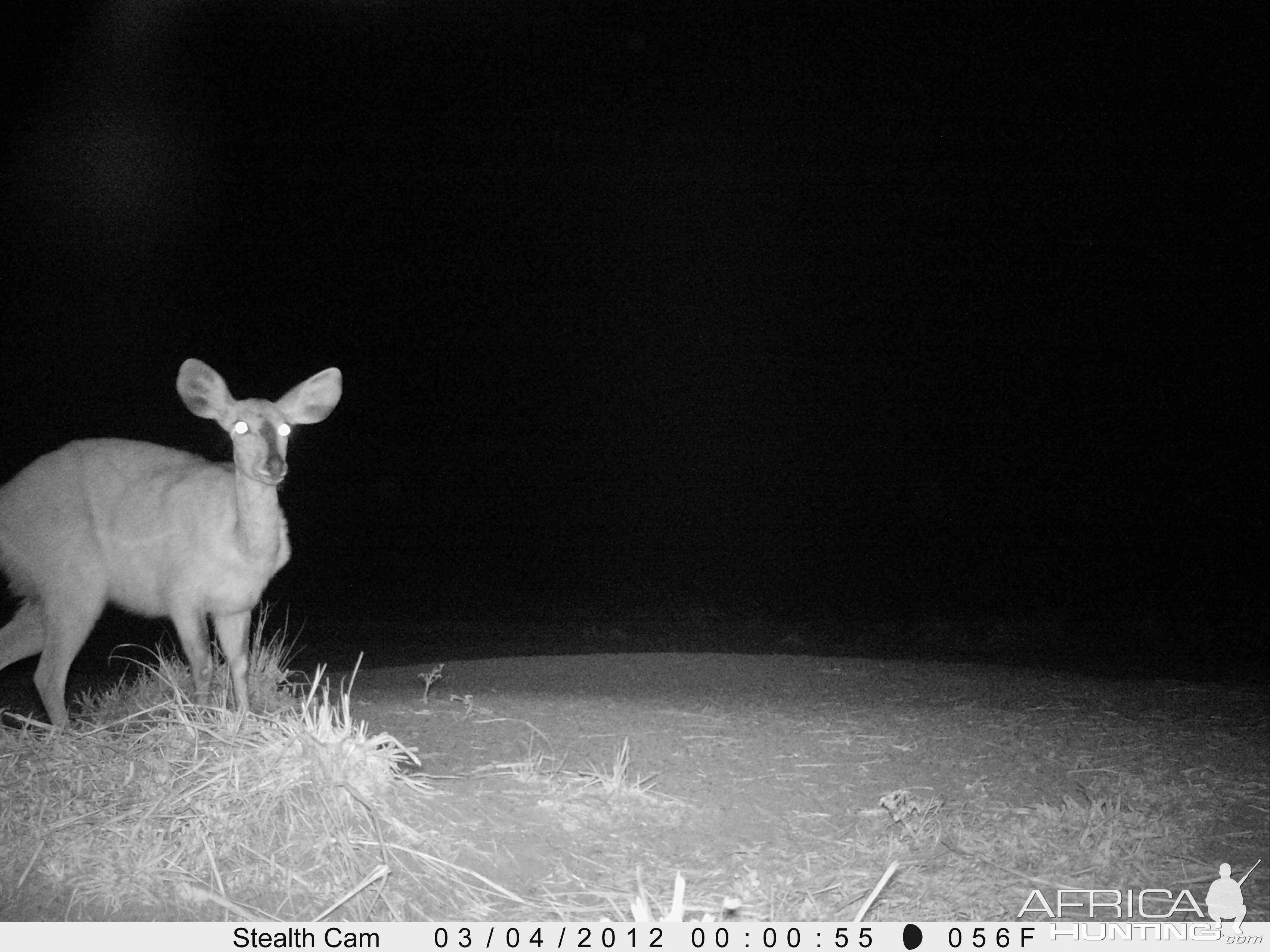 Bushbuck on Trail Camera