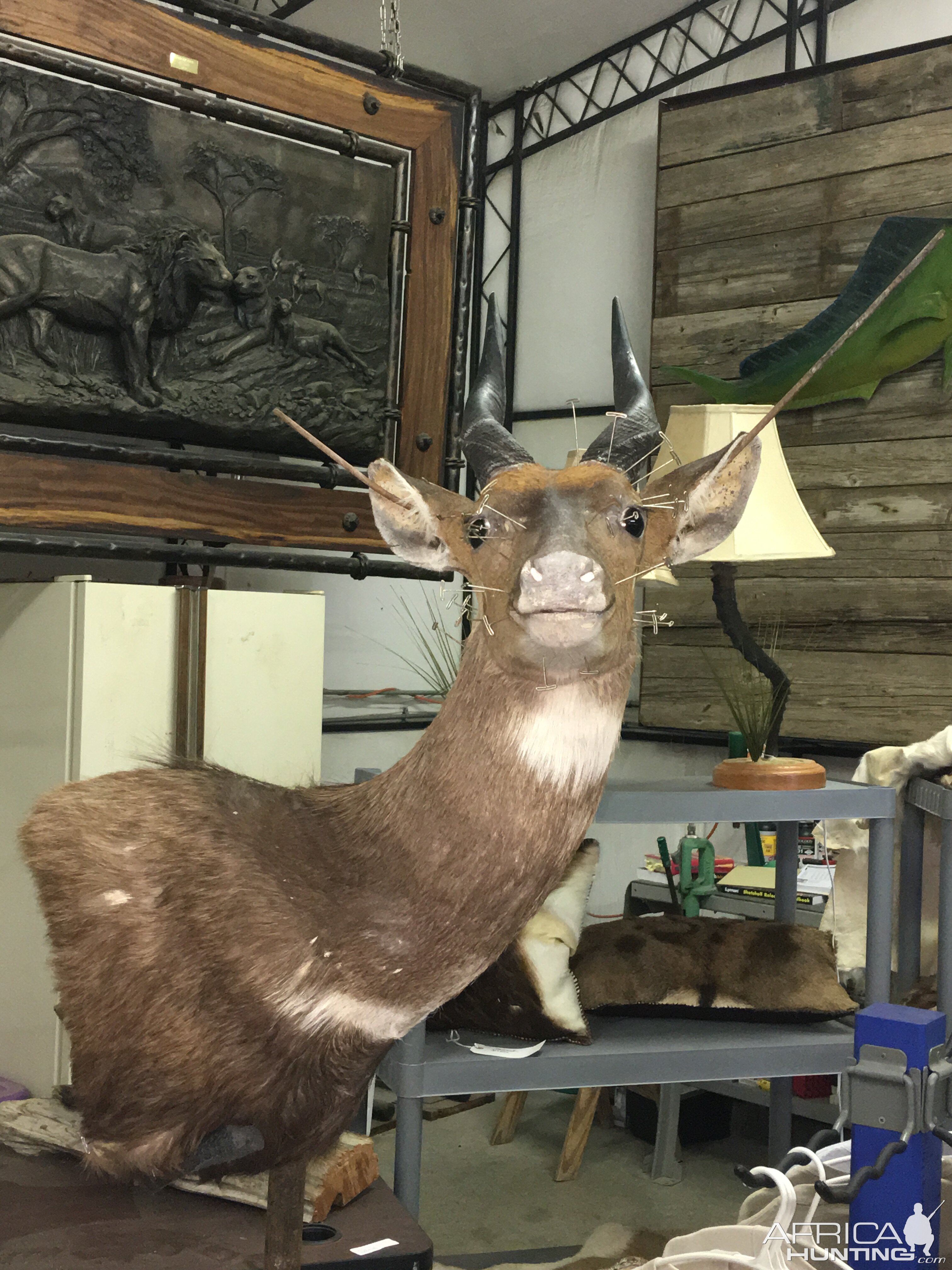 Bushbuck Shoulder Mount Taxidermy Progress