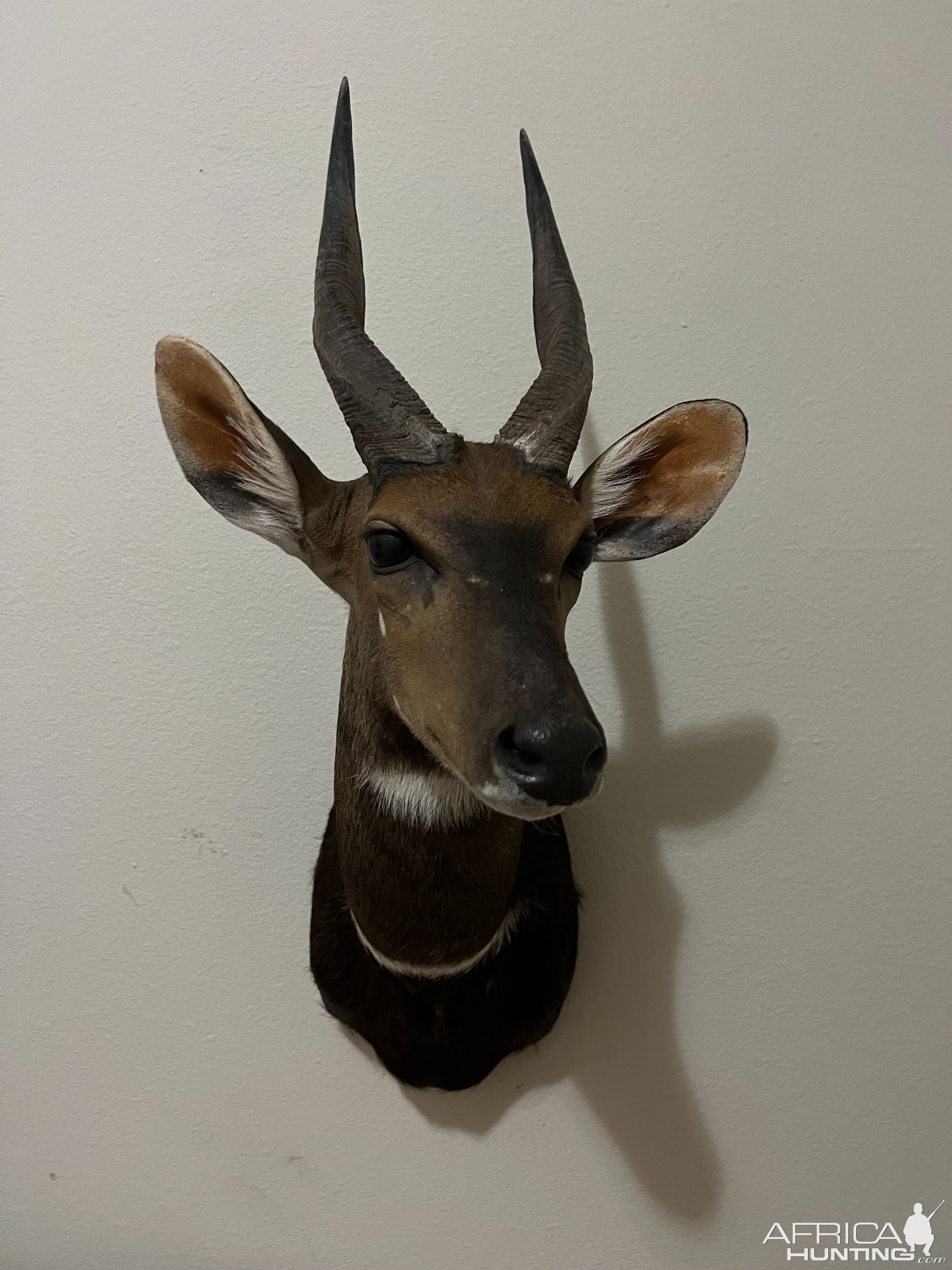 Bushbuck Shoulder Mount Taxidermy