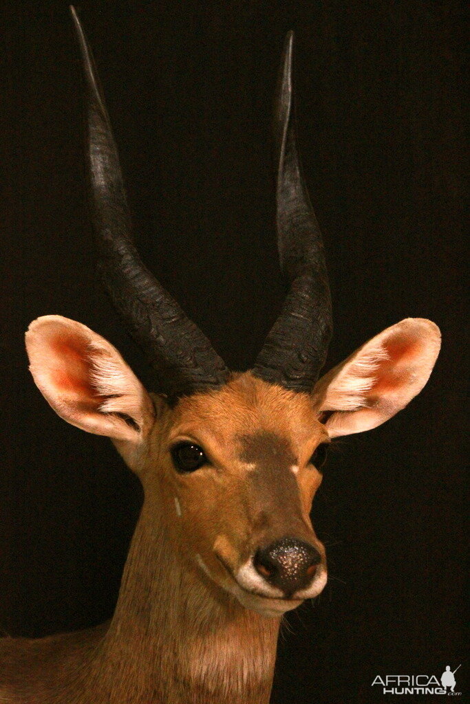 Bushbuck Shoulder Mount Taxidermy