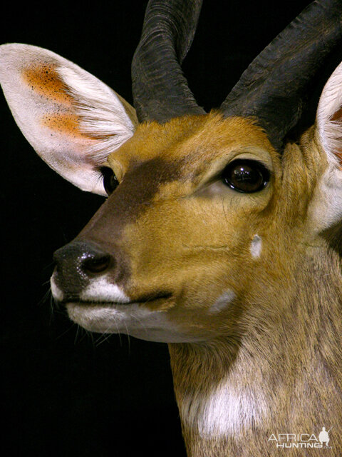 Bushbuck Shoulder Mount Taxidermy