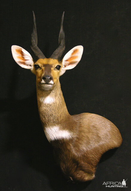 Bushbuck Shoulder Mount Taxidermy