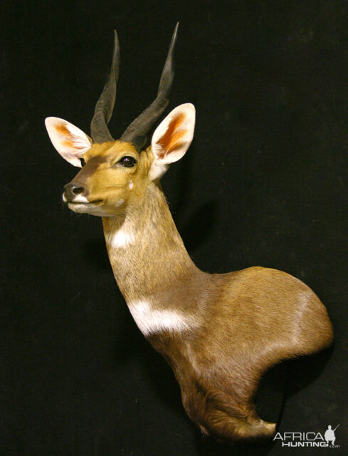 Bushbuck Shoulder Mount Taxidermy