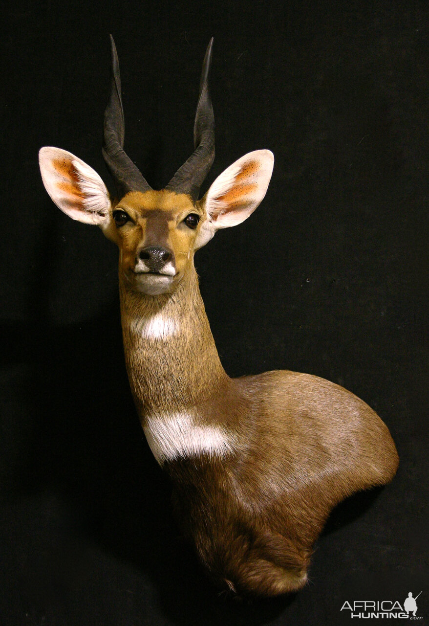 Bushbuck Shoulder Mount Taxidermy