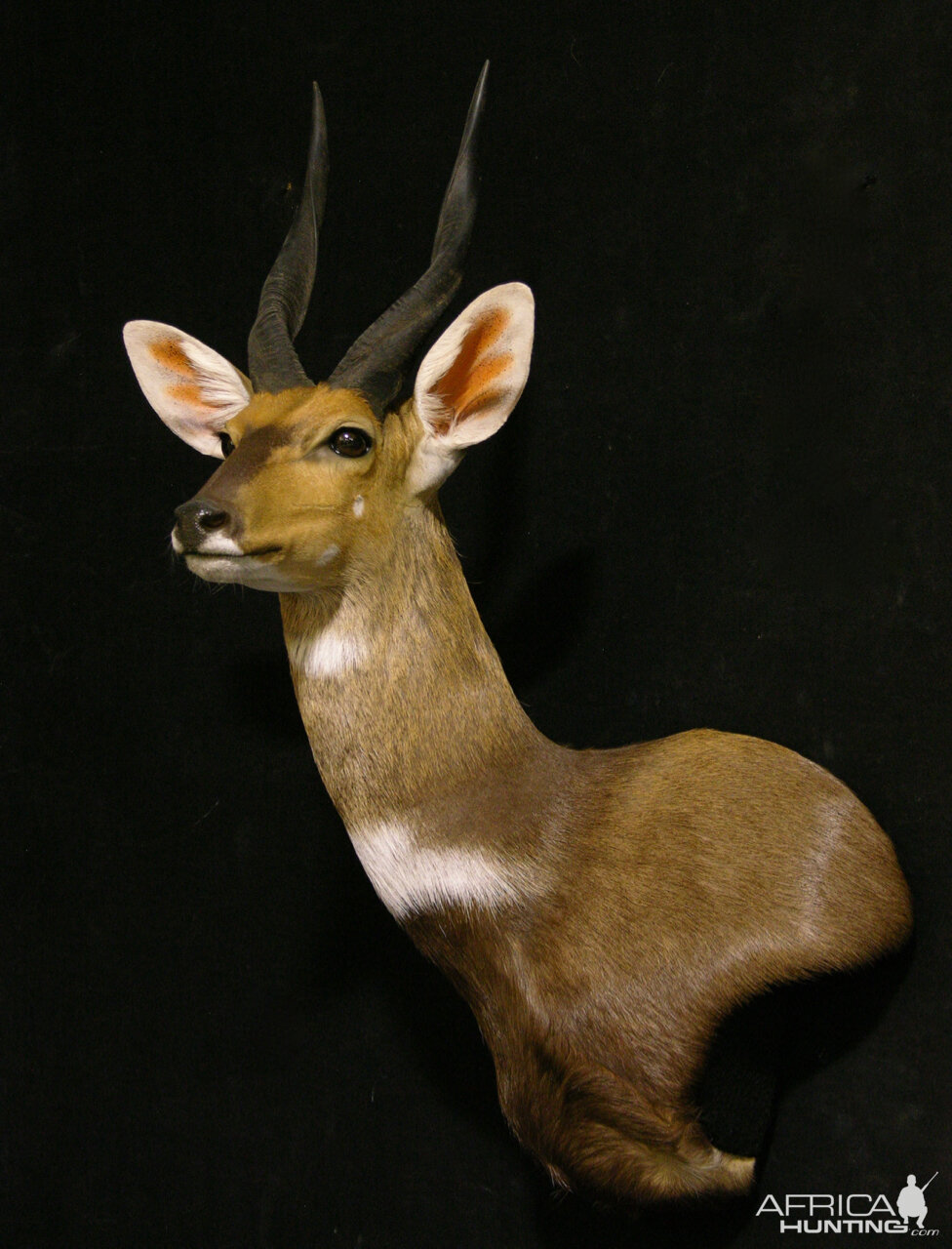 Bushbuck Shoulder Mount Taxidermy | Hunting