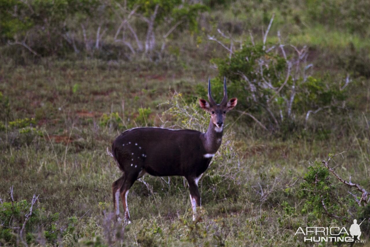 Bushbuck South Africa