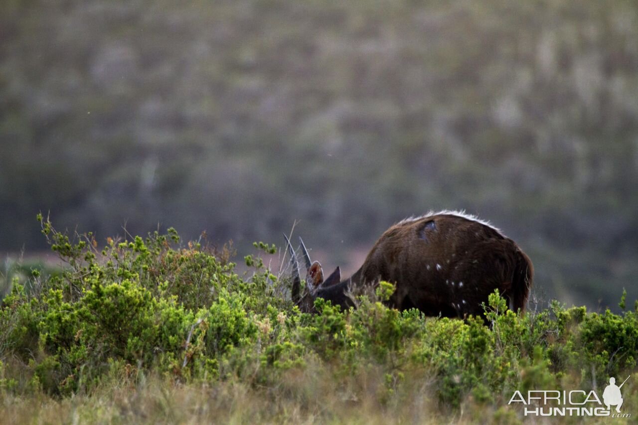 Bushbuck South Africa