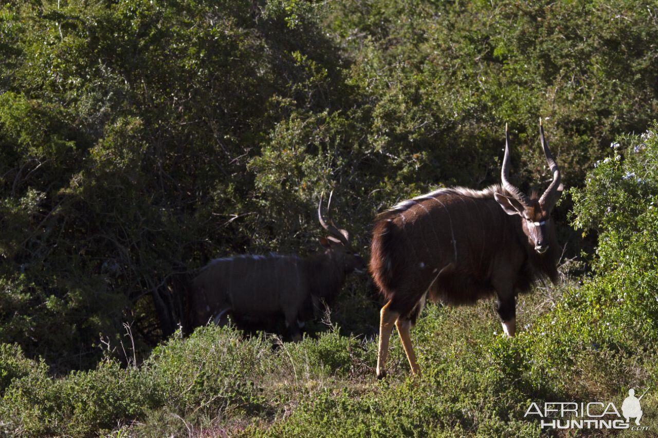 Bushbuck South Africa