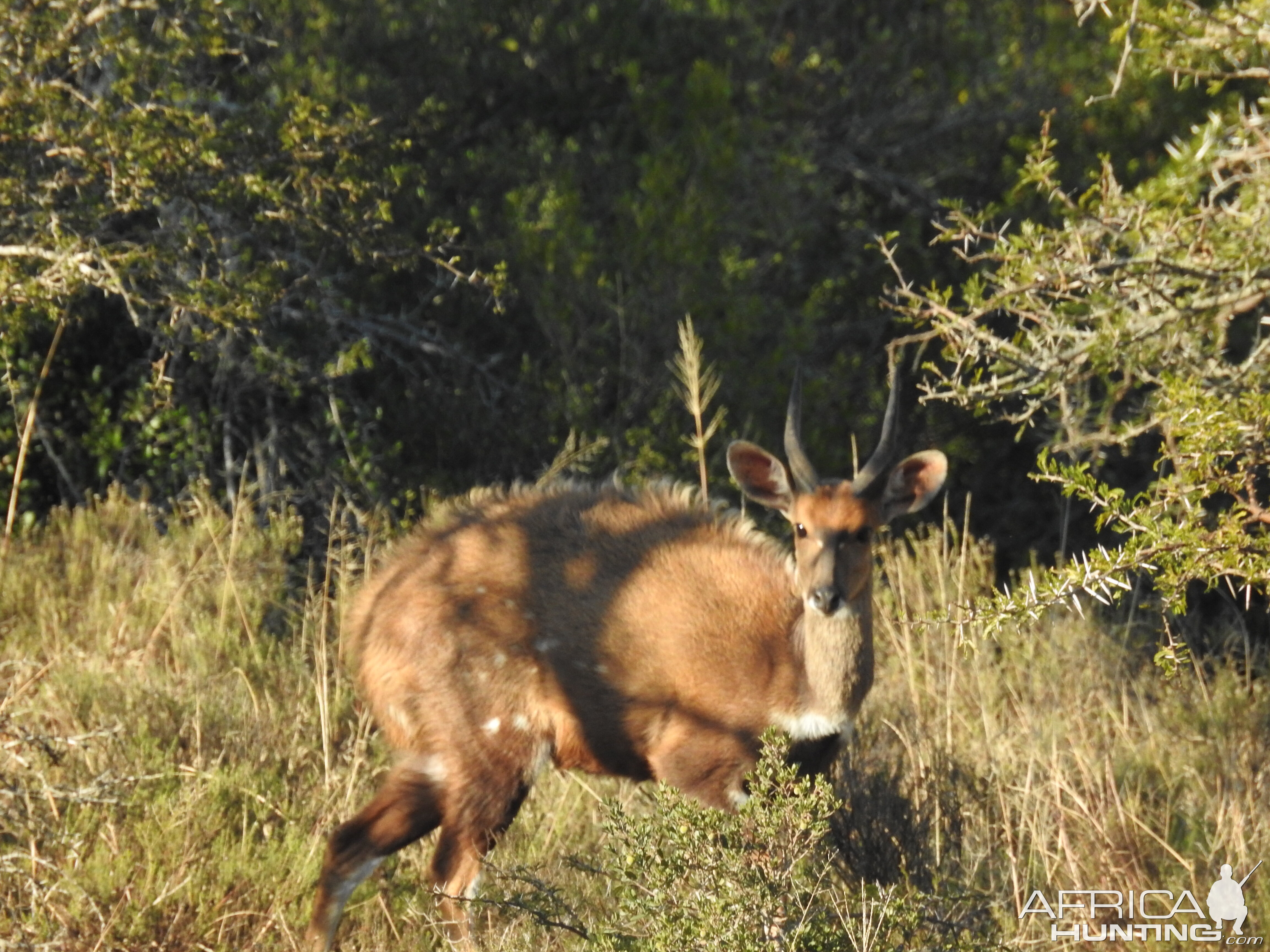 Bushbuck South Africa