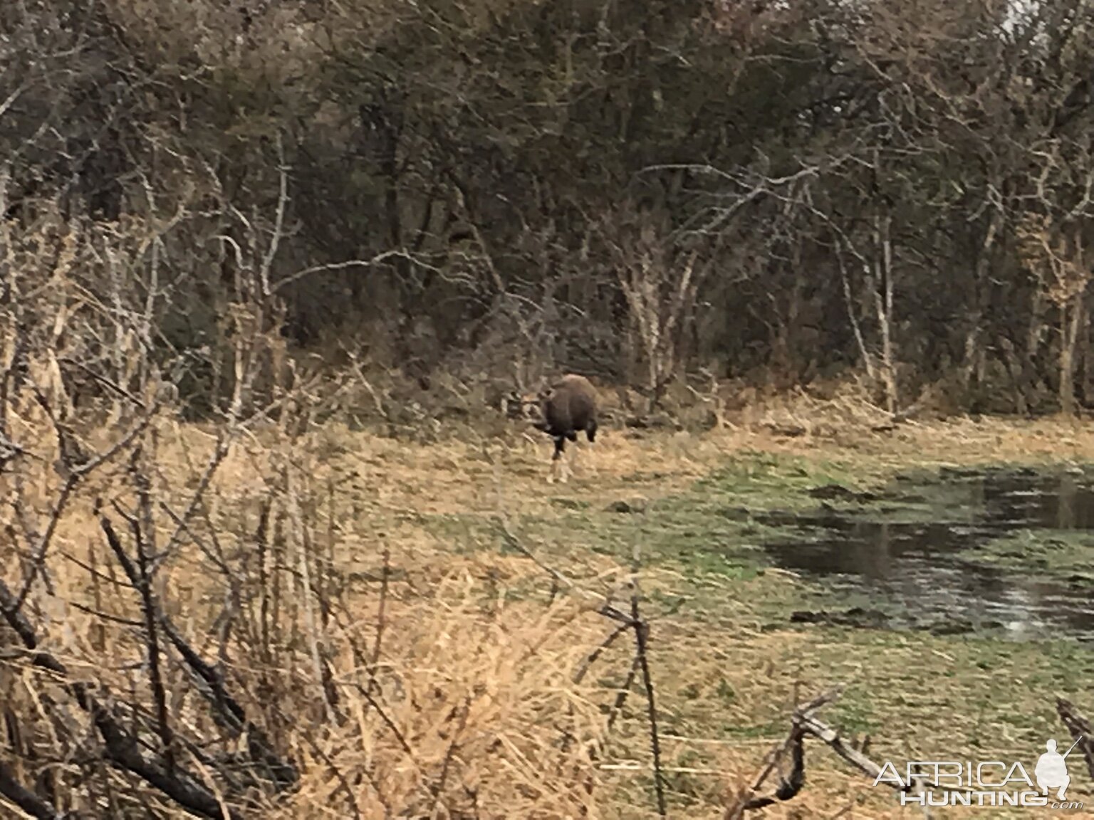 Bushbuck South Africa