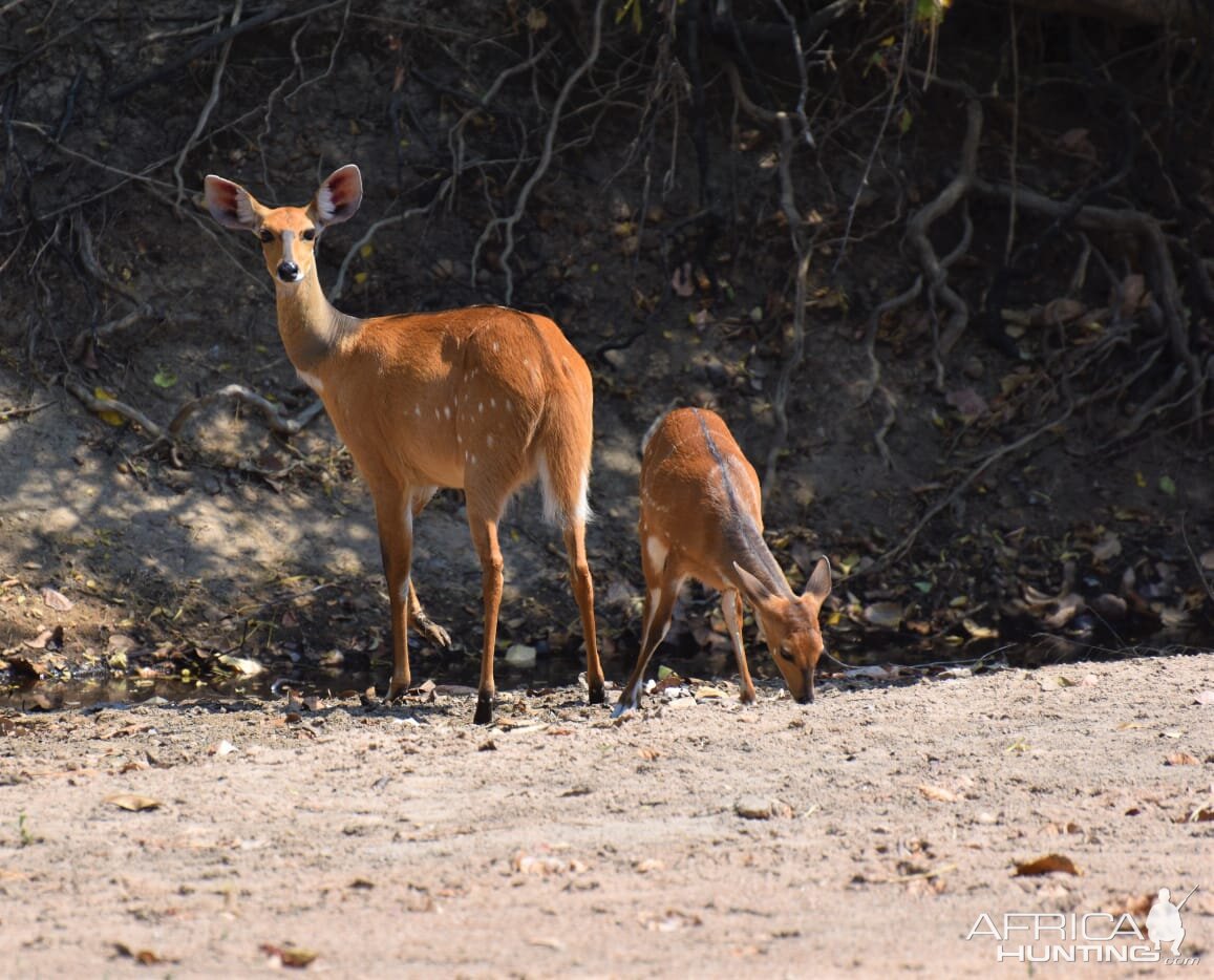 Bushbuck Tanzania