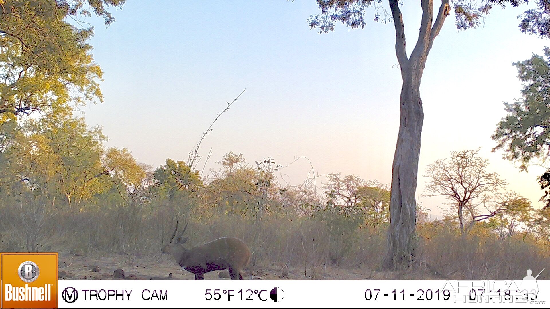 Bushbuck Trail Cam Pictures Zimbabwe