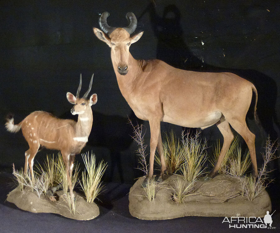 Bushbuck & Western Hartebeest Full Mount Taxidermy